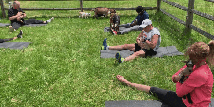 Goat Yoga