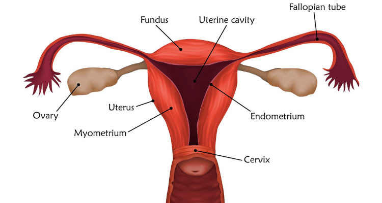 cervix in pregnancy